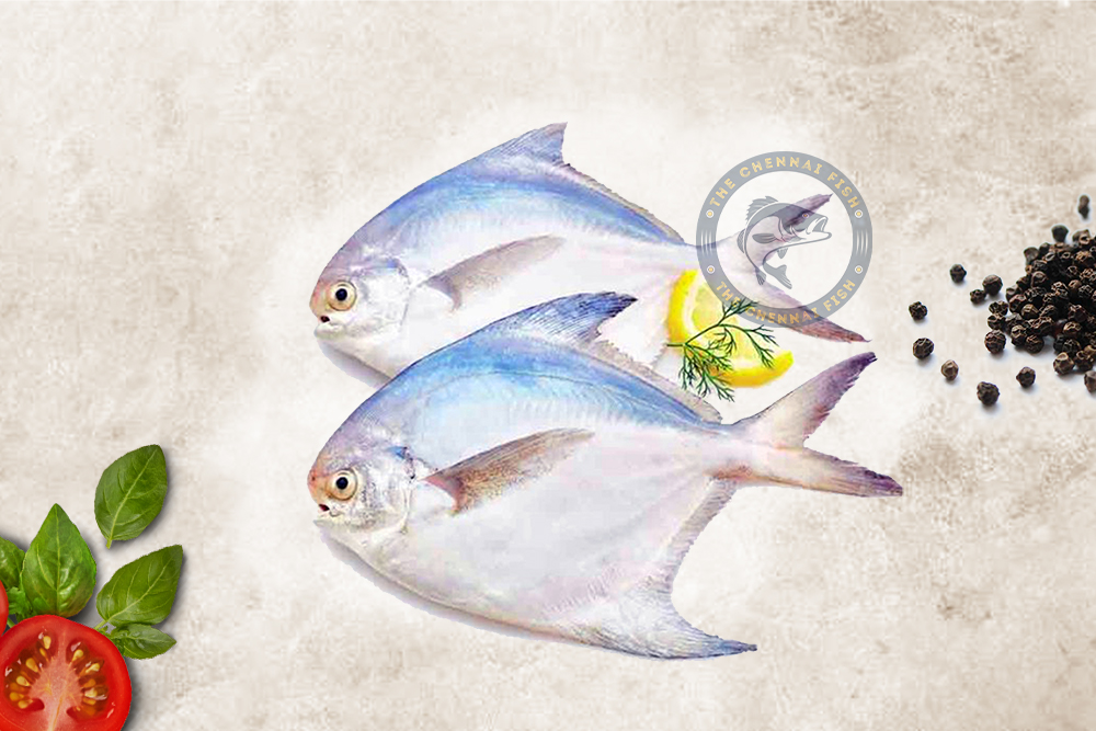 White Promfet / வெள்ளாய் வாவல் (Whole) - (500g)